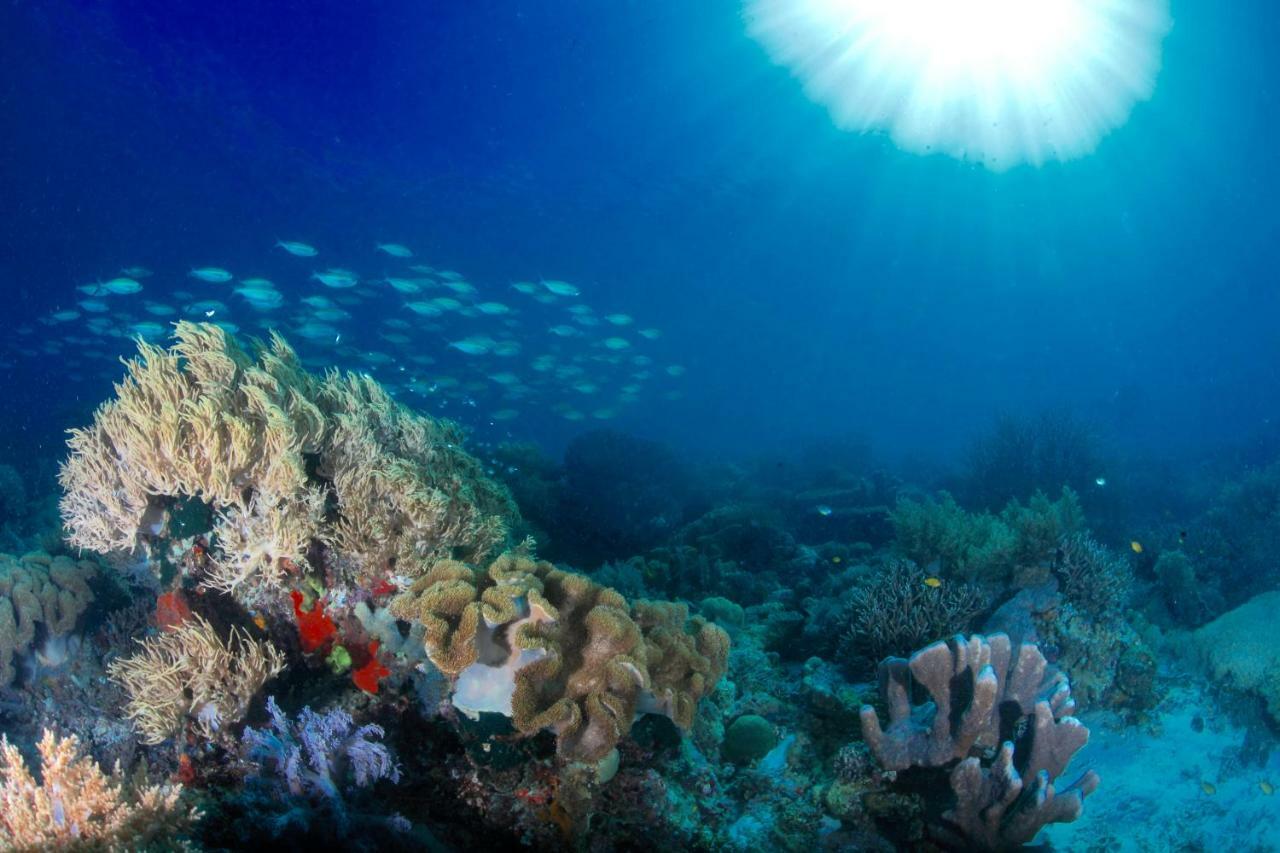 C气泡潜水度假村 C Bubble Diving Resort Dumaguete City Exteriör bild